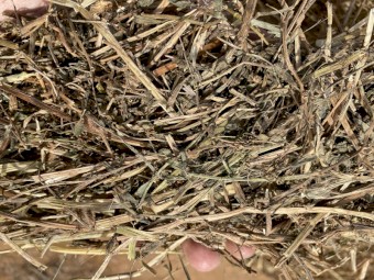 Vetch Hay - 160 Rolls