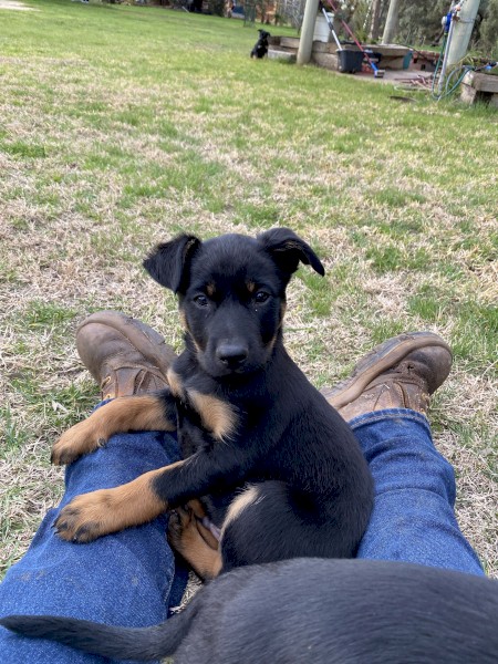 Purebred Kelpie Pups