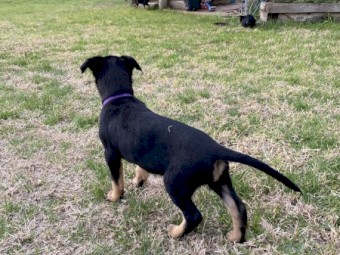 Purebred Kelpie Pups