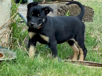Purebred Kelpie Pups