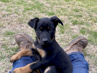 Purebred Kelpie Pups