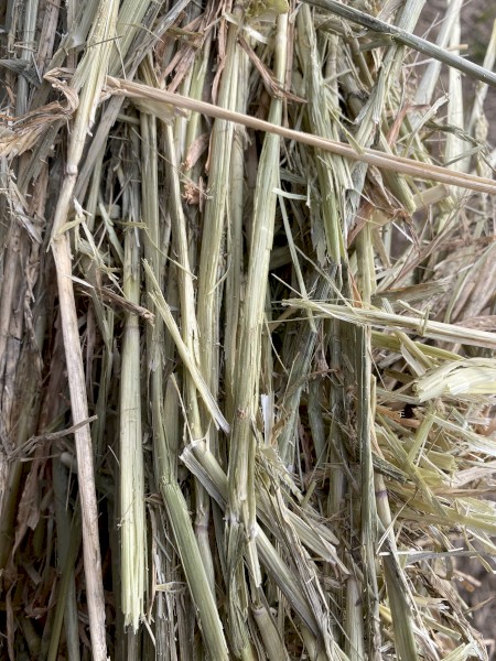 Barley Hay - 80 Big Squares 