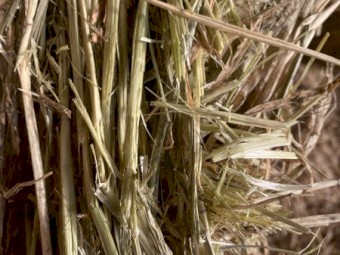 Barley Hay - 80 Big Squares 