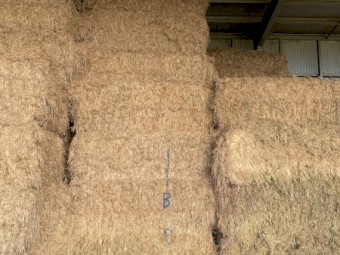 Barley Hay - 80 Big Squares 