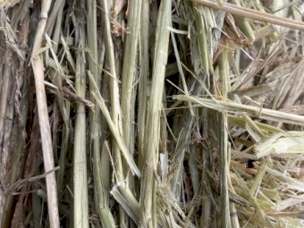 Barley Hay - 80 Big Squares 