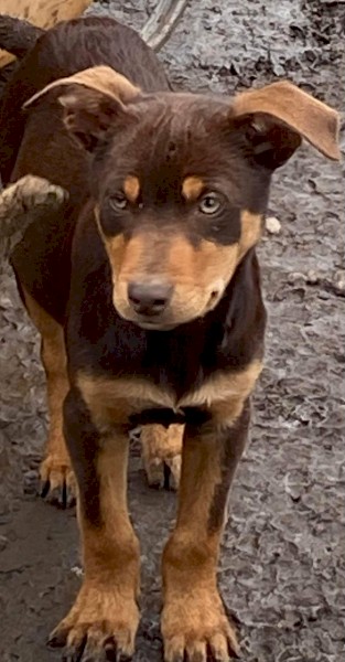  3 Australian kelpie pups ready to go 