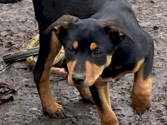  3 Australian kelpie pups ready to go 
