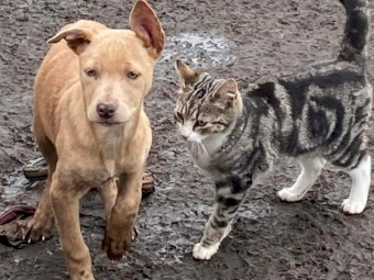  3 Australian kelpie pups ready to go 