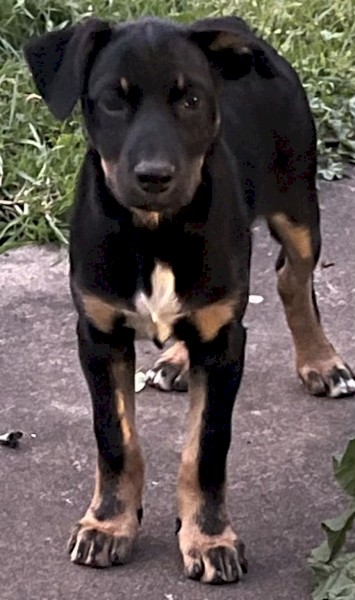 Pure Kelpie Female Pup