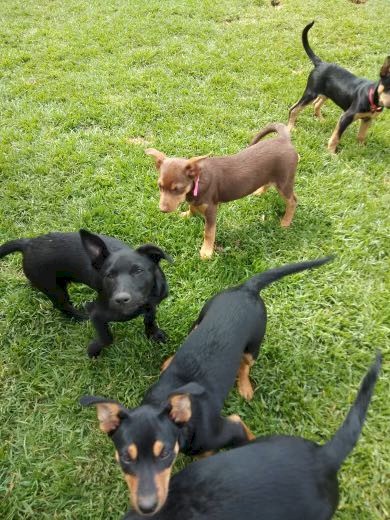 Kelpie Pups 
