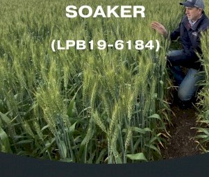 WANTED 20mt Soaker Wheat