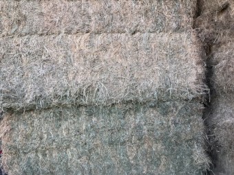 120mt Lucerne Hay 650kg 8x4x3 Bales