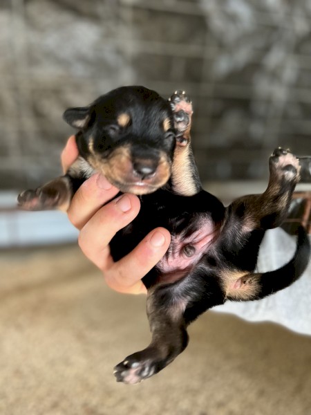 Purebred kelpie pups