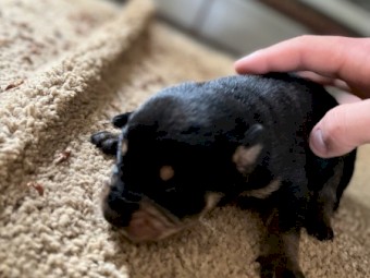 Purebred kelpie pups