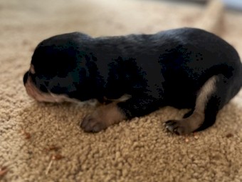 Purebred kelpie pups