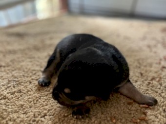 Purebred kelpie pups