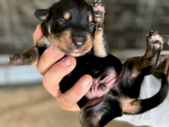 Purebred kelpie pups