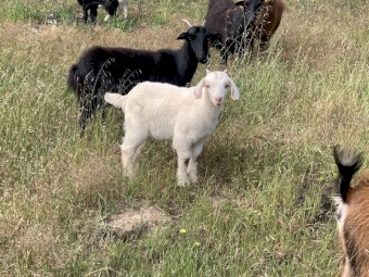 EOI - 6x Kalahari Red First Cross Bucklings available once weaned dropped between 29 Sept 22 -13th Oct 22. Rangeland Nannie’s, Full Blood Kalahari Red Buck. 