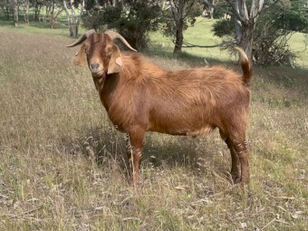 EOI - 6x Kalahari Red First Cross Bucklings available once weaned dropped between 29 Sept 22 -13th Oct 22. Rangeland Nannie’s, Full Blood Kalahari Red Buck. 
