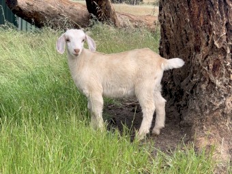 EOI - 6x Kalahari Red First Cross Bucklings available once weaned dropped between 29 Sept 22 -13th Oct 22. Rangeland Nannie’s, Full Blood Kalahari Red Buck. 