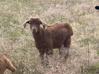 EOI - 6x Kalahari Red First Cross Bucklings available once weaned dropped between 29 Sept 22 -13th Oct 22. Rangeland Nannie’s, Full Blood Kalahari Red Buck. 