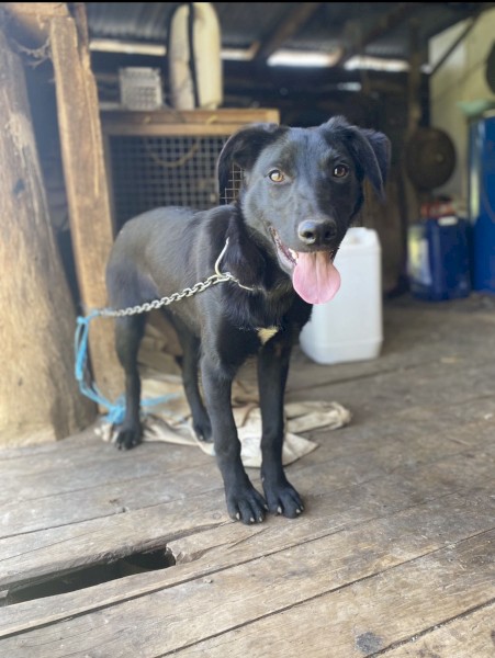 Kelpie Pup (Started Work)