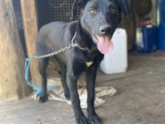 Kelpie Pup (Started Work)