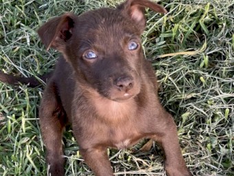 how much are australian kelpie puppies