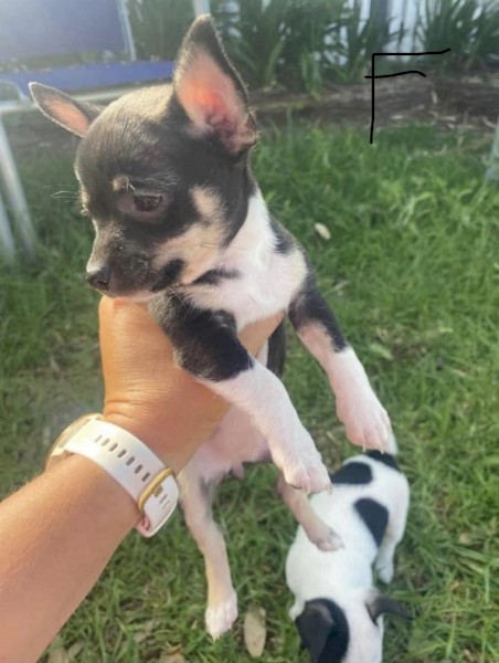 Beautiful Chihuahua pups 