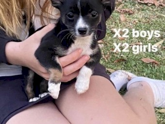 Beautiful Chihuahua pups 