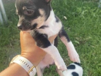 Beautiful Chihuahua pups 