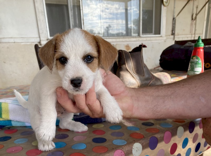 Jack Russell/ Foxy Pups