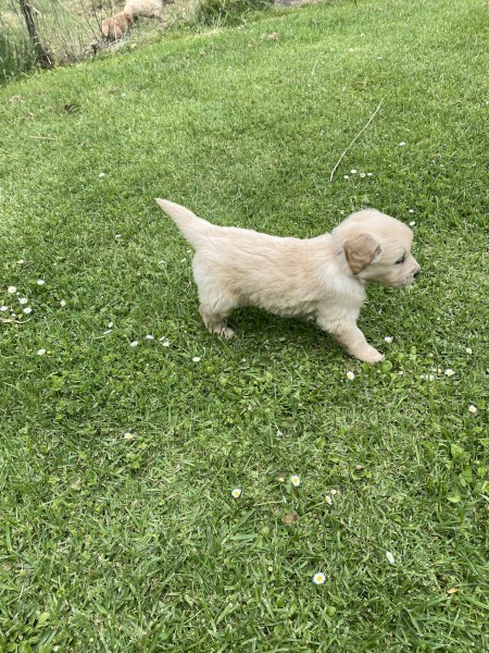 Golden retriever pups