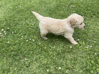 Golden retriever pups