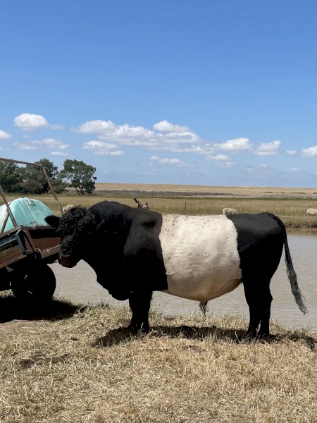Belted Galloway Bull