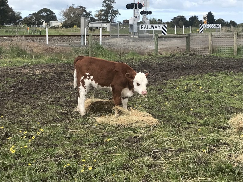 WANTED Dairy X Beef Calves x 8