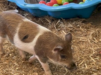 Miniature Piglets