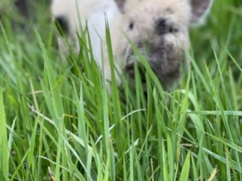 Miniature Piglets