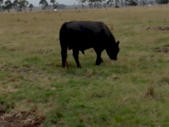 Pure Black Speckle Park Bull
