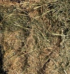 Lucerne Hay for sale in 8/4/3’s 700kgs bales have several feedtests