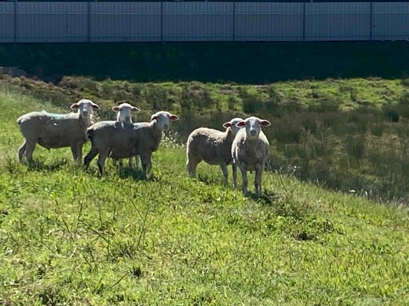 Dorper lambs