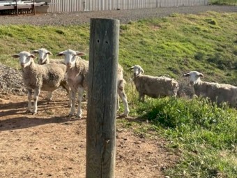 Dorper lambs