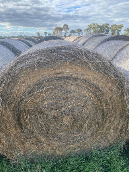 Oats And Pasture Hay 