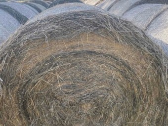 Oats And Pasture Hay 