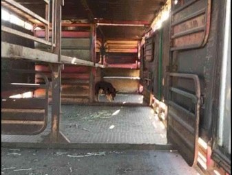 Krueger Drop Deck & Byrne 4x2 Stock Crate