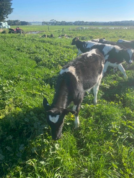 Friesian bull calves