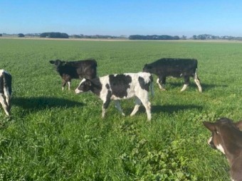 Friesian bull calves