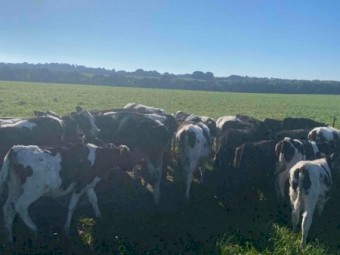 Friesian bull calves