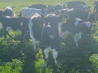 Friesian bull calves
