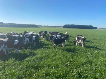 Friesian bull calves